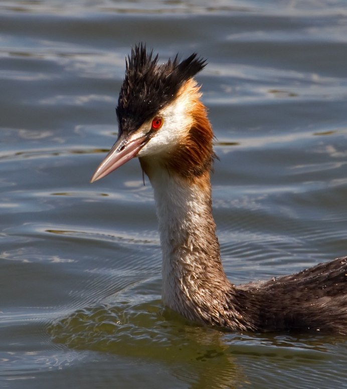 Большая поганка чомга