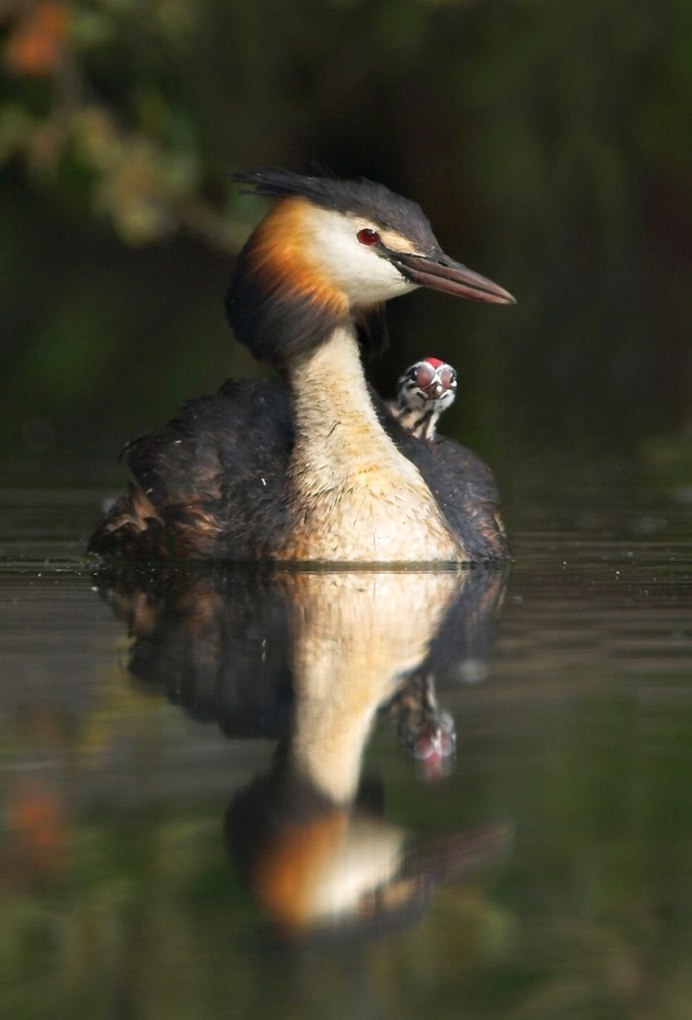 Танцующие чомги