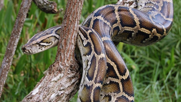 Rock Python