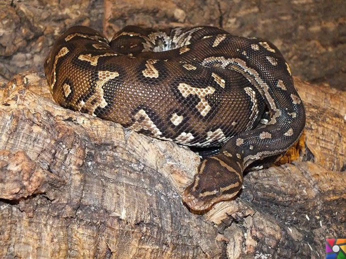 Aspidites ramsayi