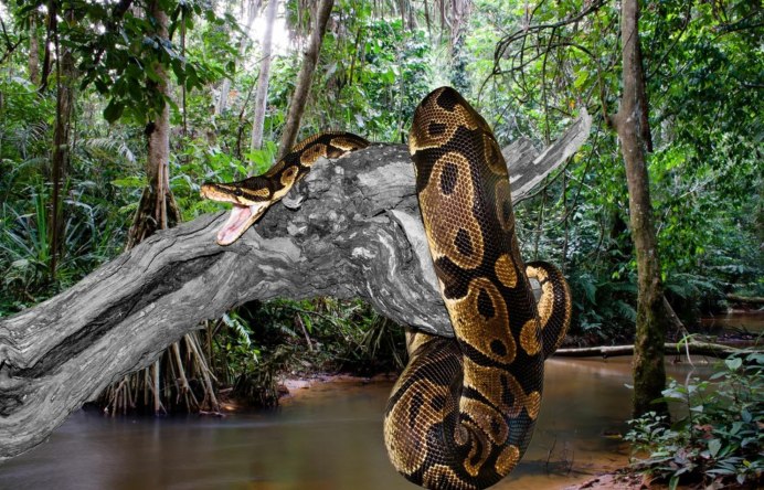 Morelia spilota mcdowelli