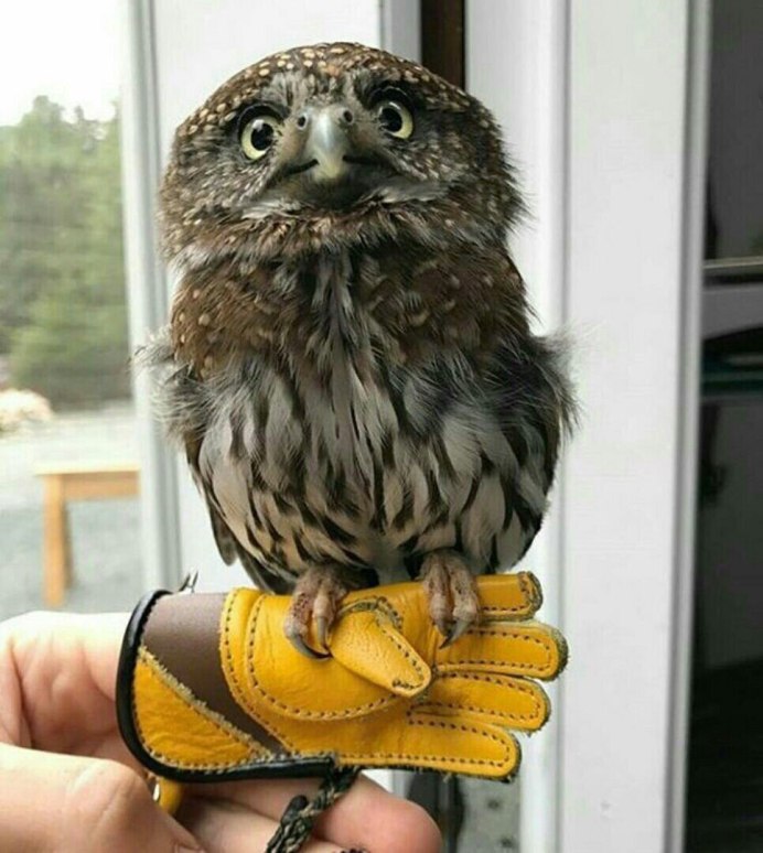 Домовой Сыч Юйня