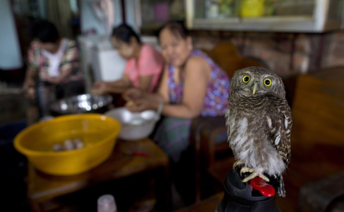 «The Owl Cafe» («Совиное кафе»)