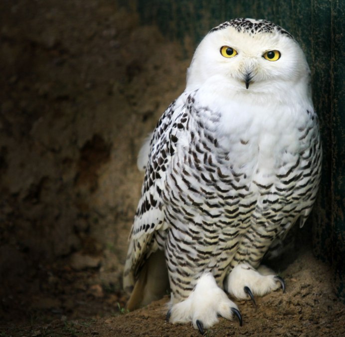 Воробьиный сычик (Glaucidium passerinum)