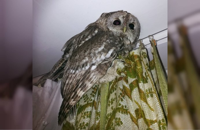Воробьиный Сыч - Glaucidium passerinum