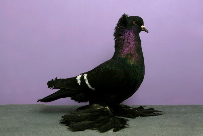 Giant Pigeon