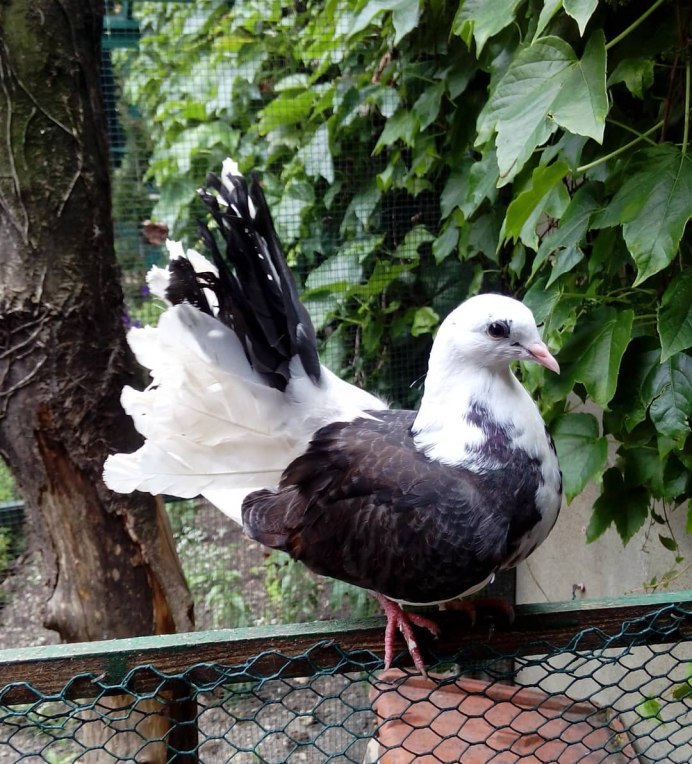 Pigeon Top