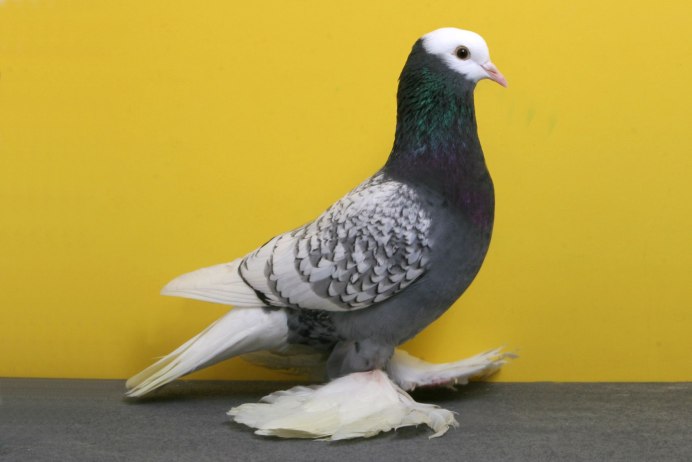 Butterfly Pigeon
