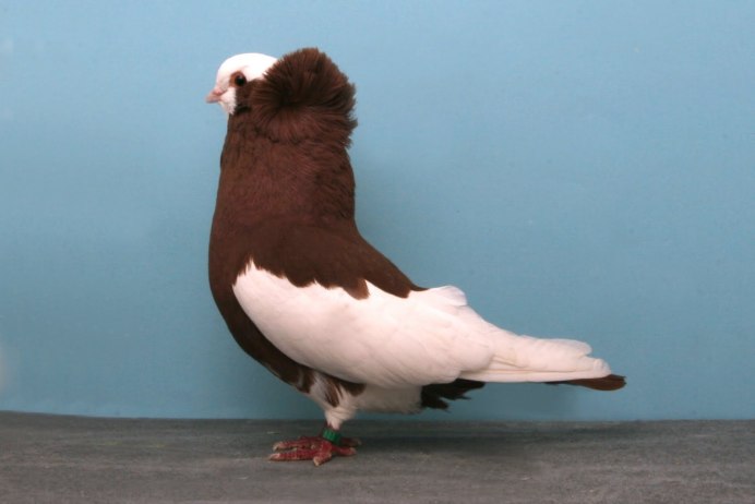 Pigeon Breeds