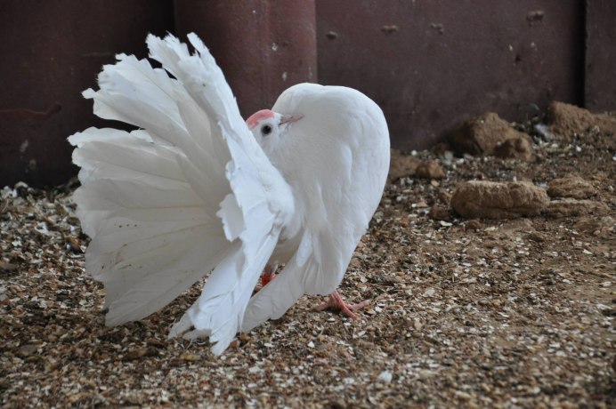 Gold Homestead Pigeon
