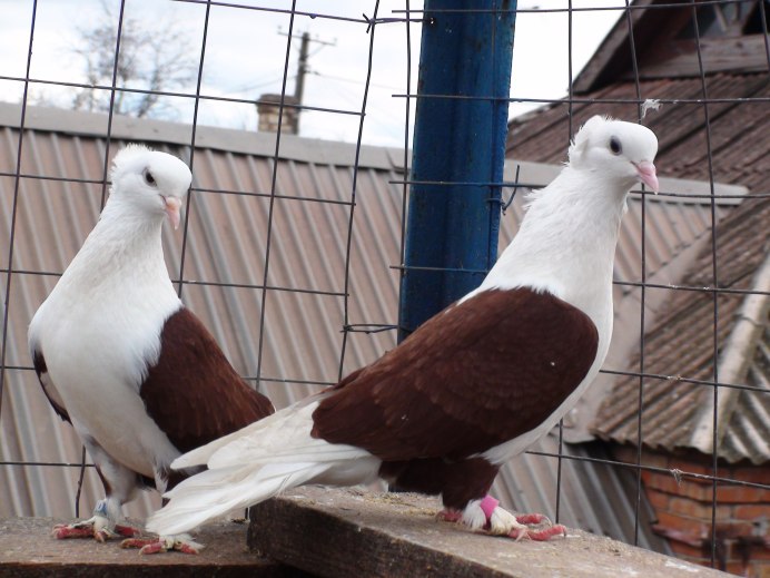 Fantail Pigeon