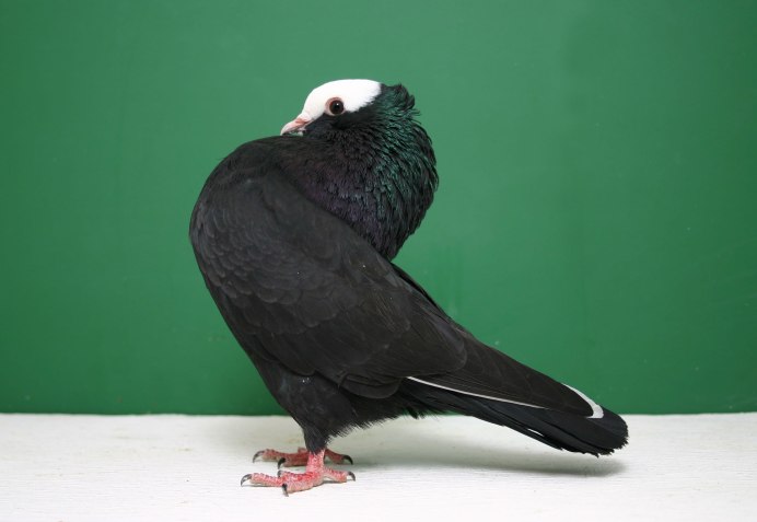 Fancy Pigeons