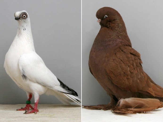 Gold Homestead Pigeon