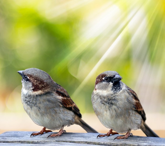 Воробей домовый (passer domesticus) самец
