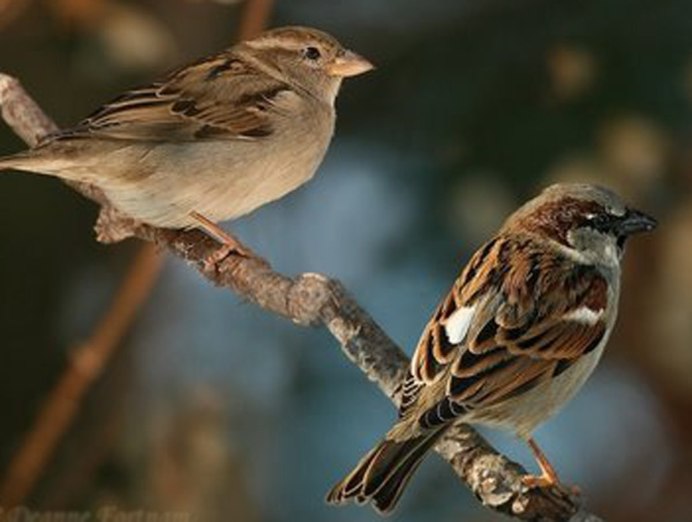 Sparrows ВК