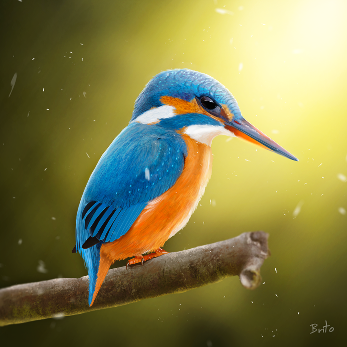 Blue Kingfisher