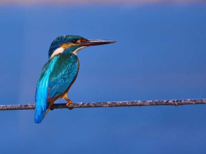 Blue Kingfisher