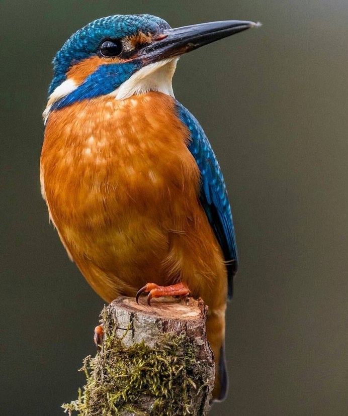 Cerulean Kingfisher