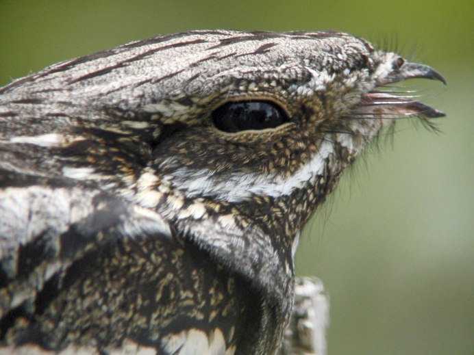 Great Potoo