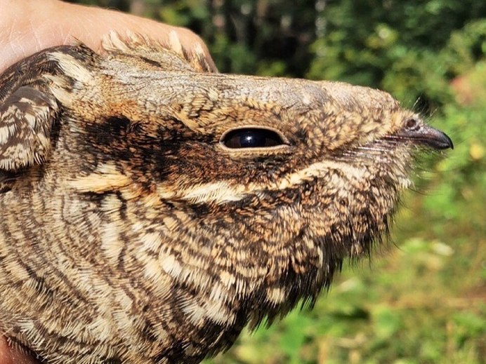Nyctibius Grandis