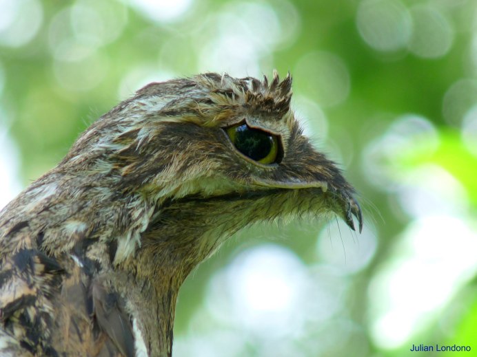 Четырехкрылый козодой (Caprimulgus longipennis).