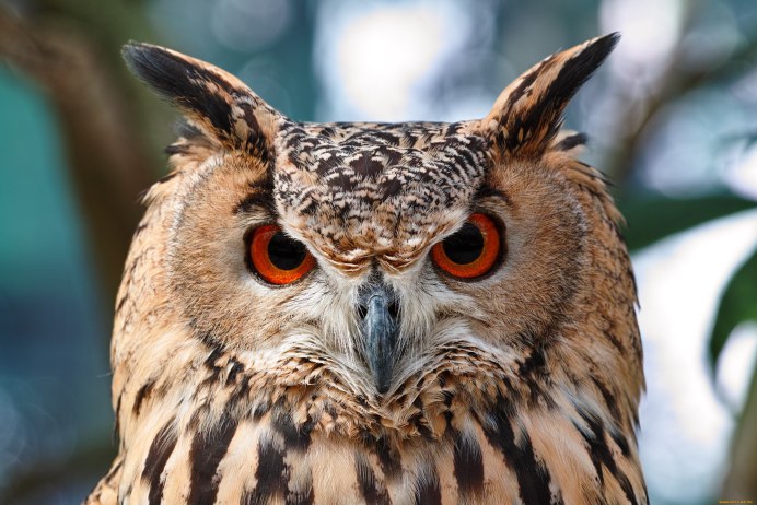 Африканская белолицая совка