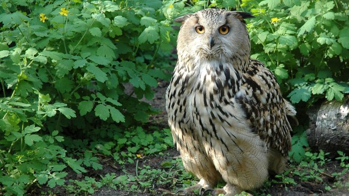 Виргинский Филин Король ночной охоты