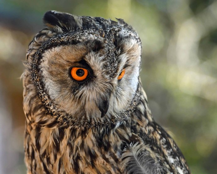 Западносибирский Филин