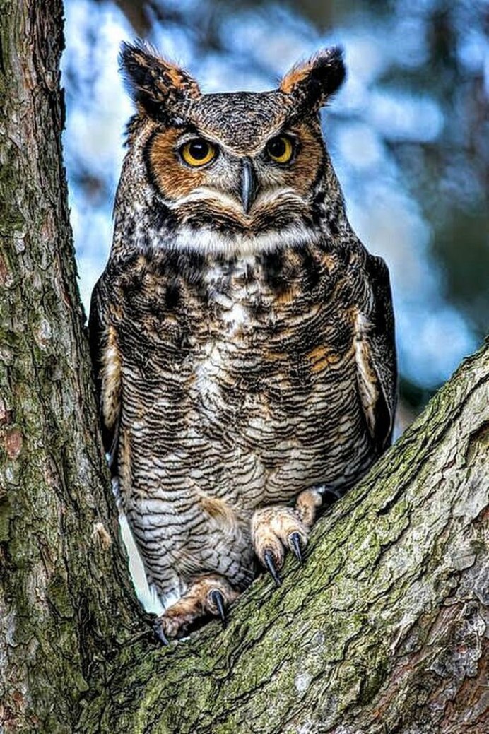 Совенок Филина