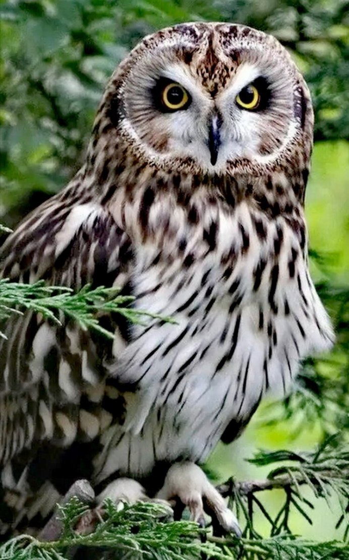 Птица Филин неясыть