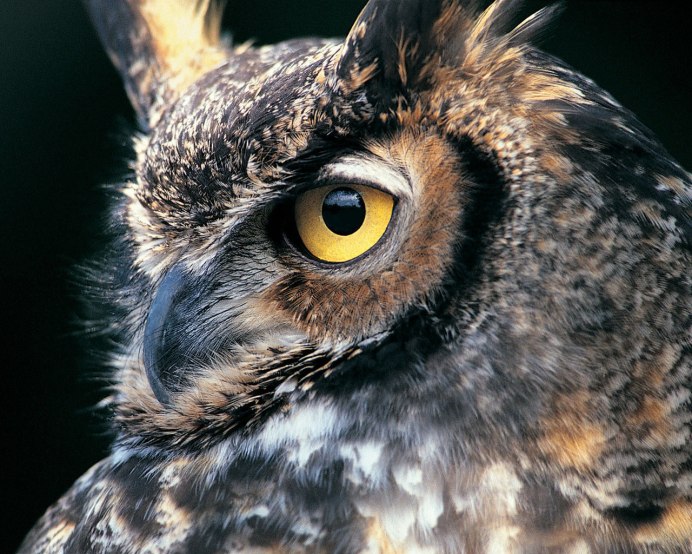 Филин взгляд