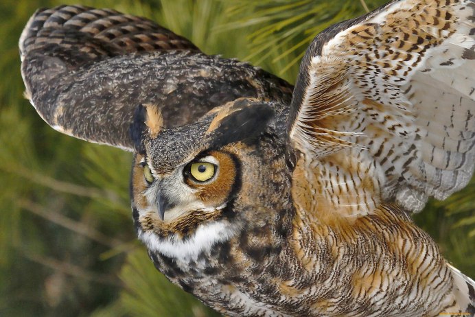 Сибирский Филин