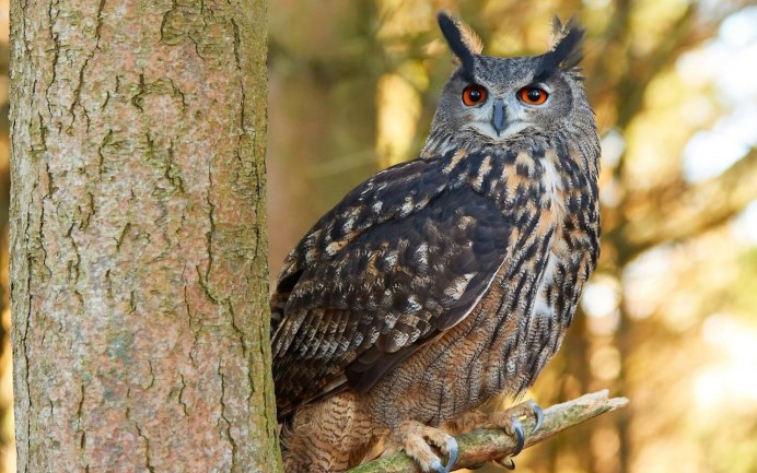 Малая ушастая Сова