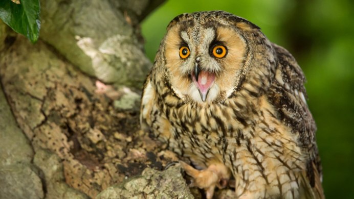 Байгуш Сова