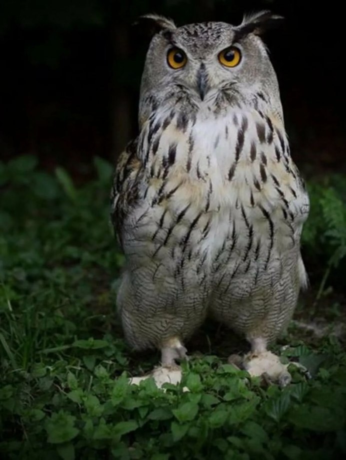 Птицы Совы и филины