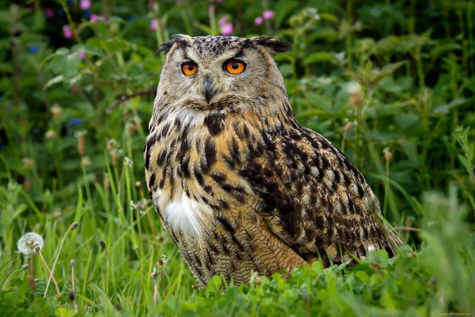 Африканский Филин