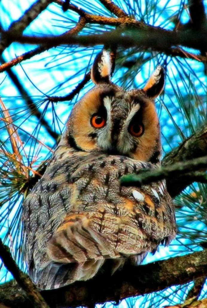 Виргинский Филин клюв