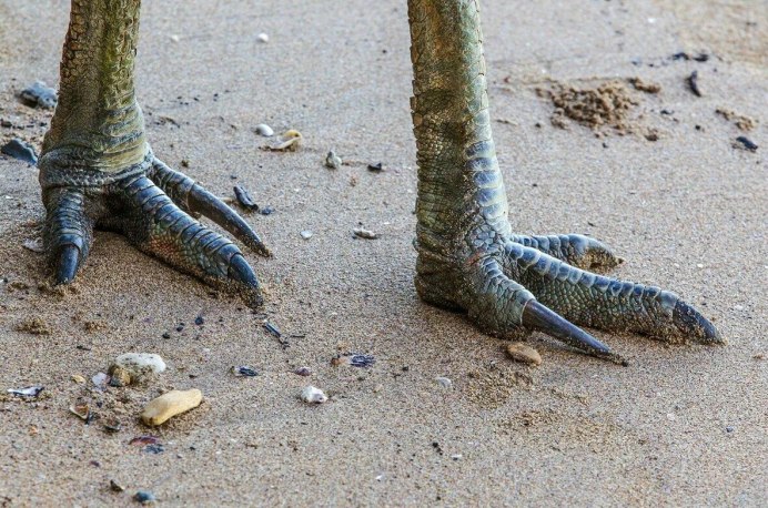 Казуар Крылья коготь