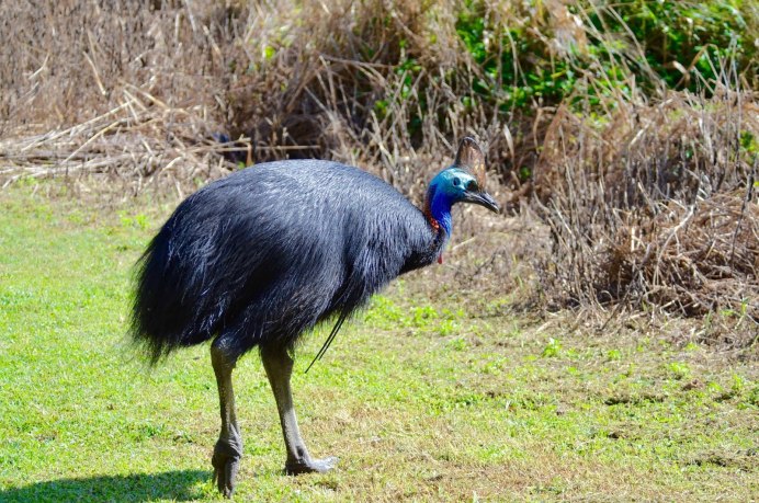 Шлемоносный казуар яйца