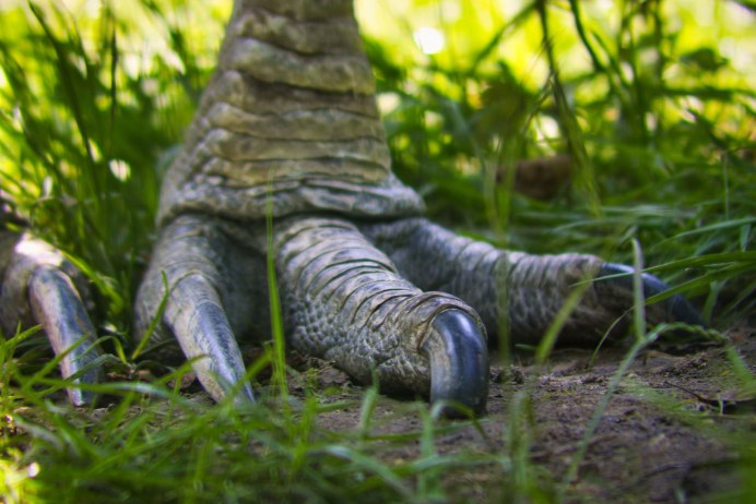 Казуары и эму