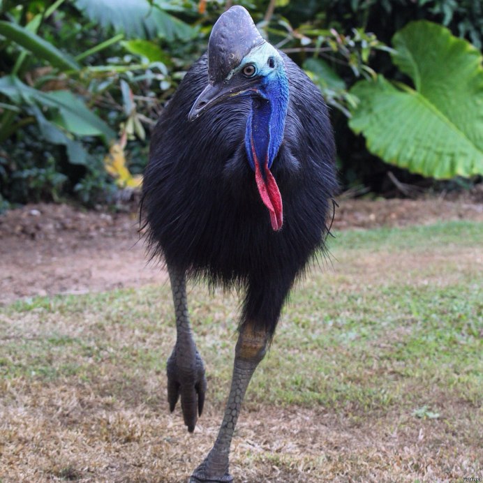 Казуар шлемоносный когти