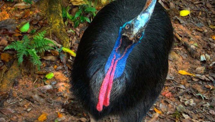 Животные Австралии казуар