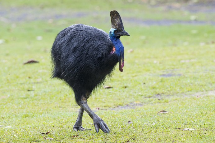 Шлемоносный казуар лапа