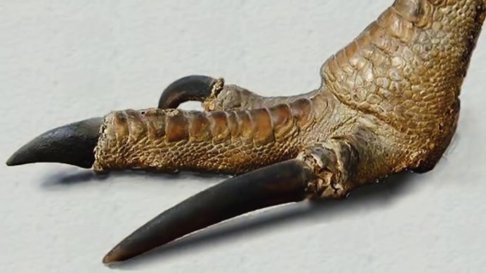 Шлемоносный казуар самец