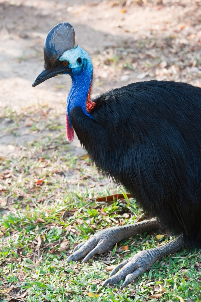Шлемоносный казуар нападение