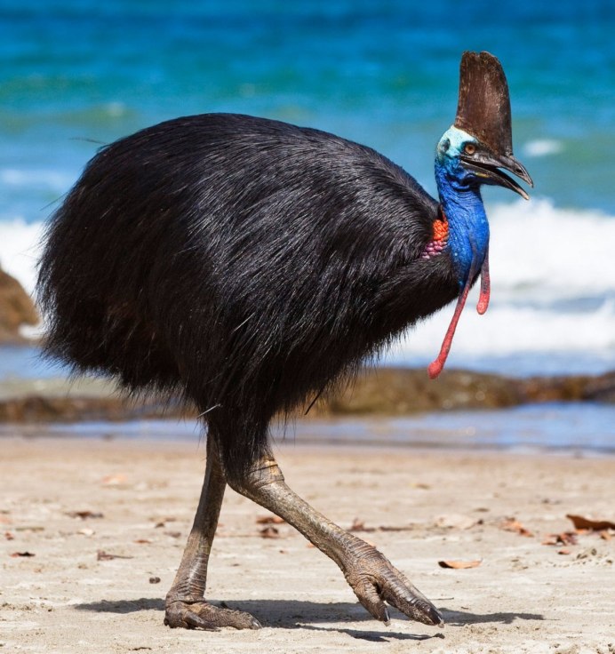 Малайзия казуар птица-