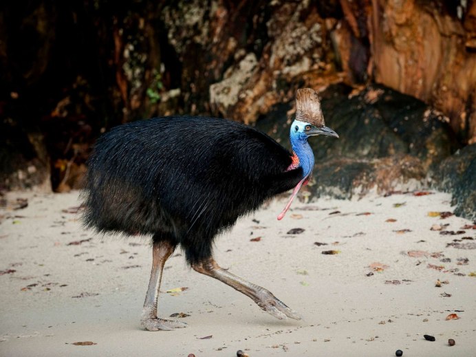 Шлемоносный казуар лапа