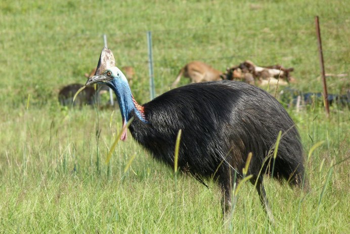 Казуары птицы убийцы