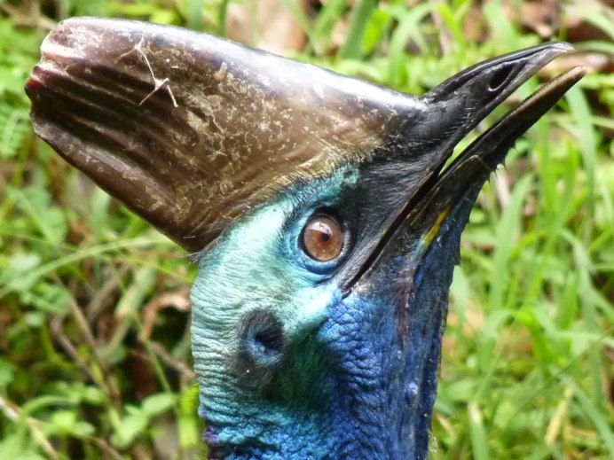 Казуар птица когти