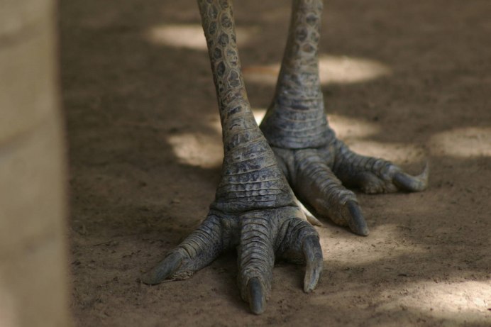 Ноги казуара